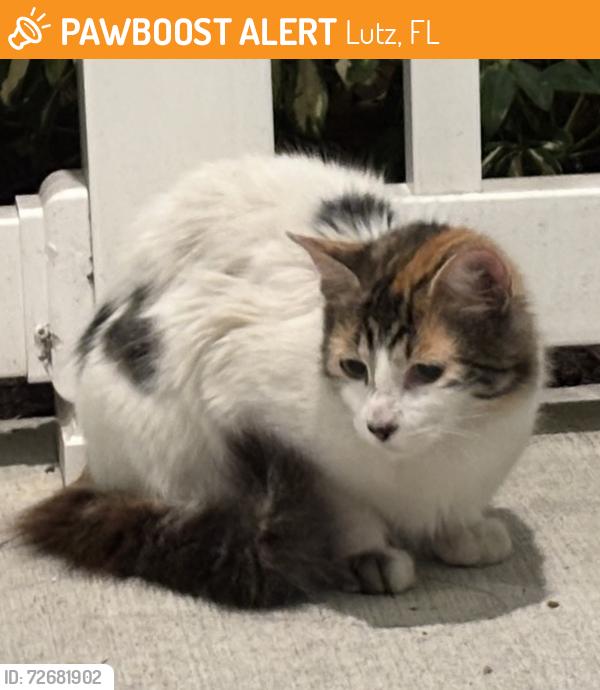 Found/Stray Female Cat last seen Lantana at Cypress Cay Blvd, Lutz, FL 33559
