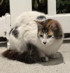 Found/Stray Female Cat last seen Lantana at Cypress Cay Blvd, Lutz, FL 33559