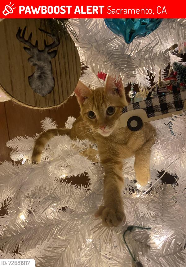 Lost Male Cat last seen 50th ave , Sacramento, CA 95822