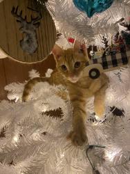 Lost Male Cat last seen 50th ave , Sacramento, CA 95822