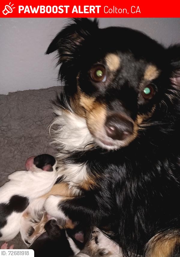 Lost Female Dog last seen Mt Vernon and Valley Blvd , Colton, CA 92324
