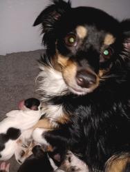 Lost Female Dog last seen Mt Vernon and Valley Blvd , Colton, CA 92324