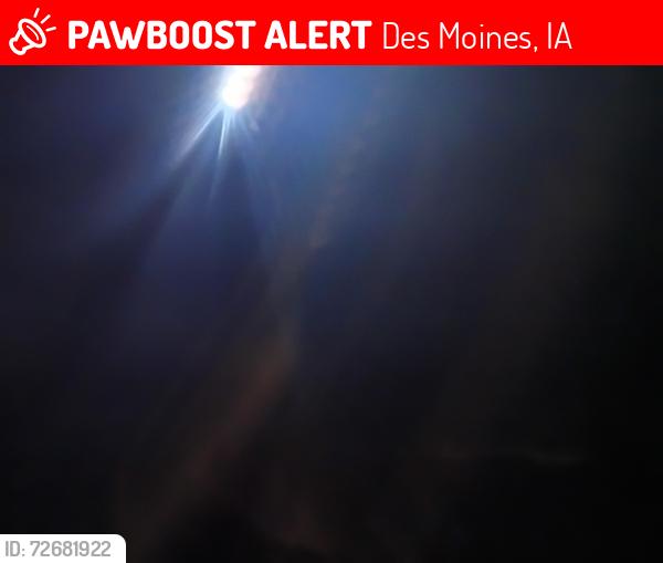 Lost Male Dog last seen Livingston , Des Moines, IA 50305