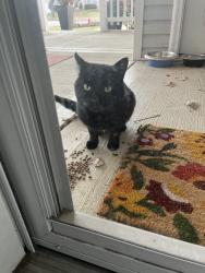 Found/Stray Unknown Cat last seen Fairfield, Plainfield, IL 60586