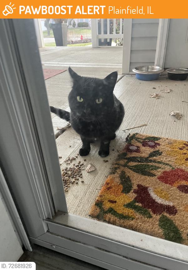 Found/Stray Unknown Cat last seen Fairfield, Plainfield, IL 60586
