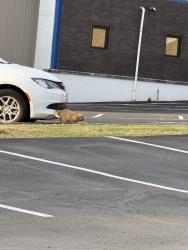 Found/Stray Unknown Cat last seen SPIN , Philadelphia, PA 19154