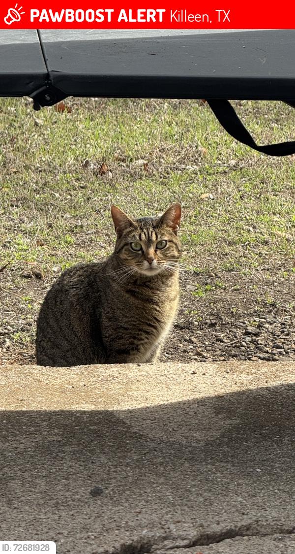 Lost Female Cat last seen 46th Street on Rancier and near the creekwood apmts., Killeen, TX 76541