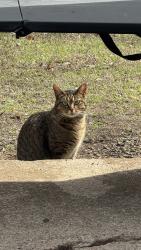 Lost Female Cat last seen 46th Street on Rancier and near the creekwood apmts., Killeen, TX 76541