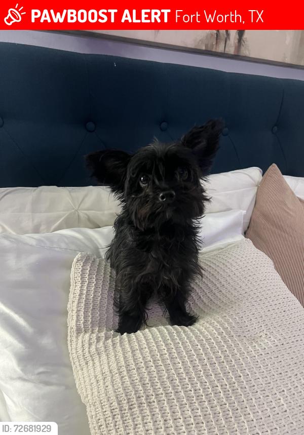 Lost Male Dog last seen East Maddox avenue, Fort Worth, TX 76104