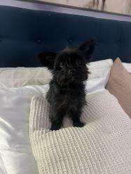 Lost Male Dog last seen East Maddox avenue, Fort Worth, TX 76104