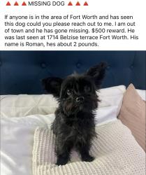 Lost Male Dog last seen Near Belzise terrace Fort Worth, Fort Worth, TX 76104