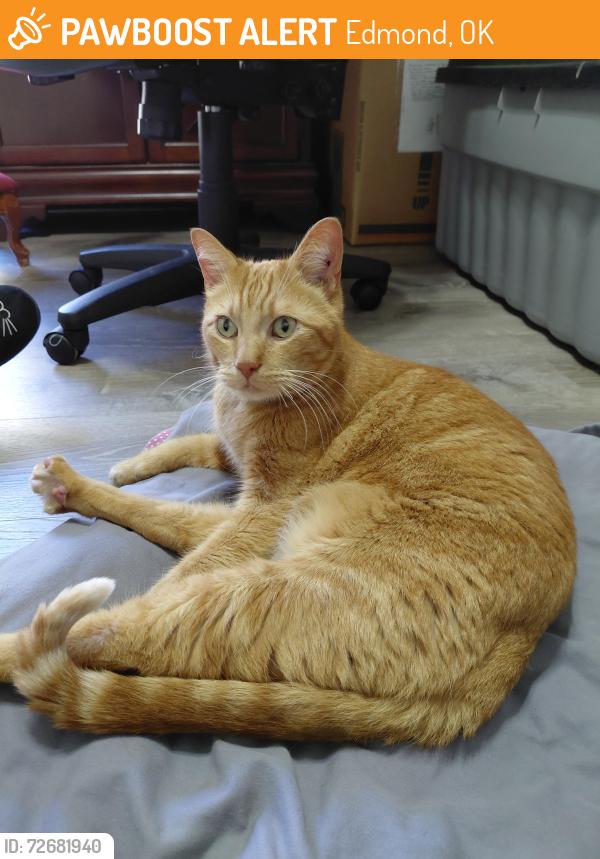 Found/Stray Male Cat last seen Near Arbuckle Heights Edmond, Edmond, OK 73013