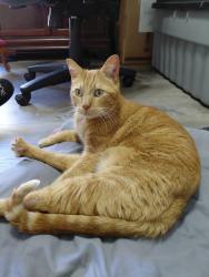 Found/Stray Male Cat last seen Near Arbuckle Heights Edmond, Edmond, OK 73013