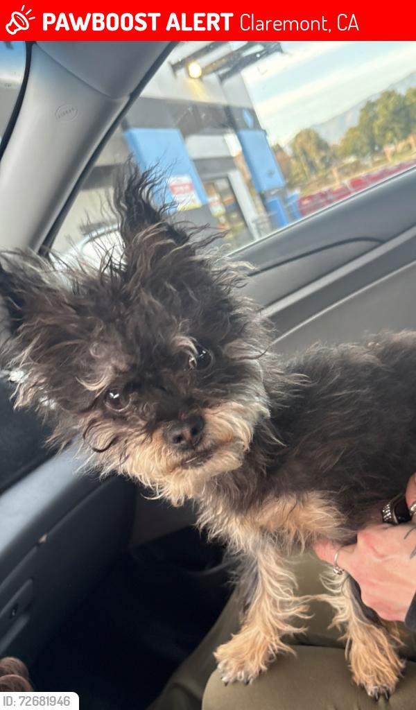 Lost Female Dog last seen Mills and foothill, Claremont, CA 91711