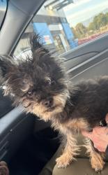 Lost Female Dog last seen Mills and foothill, Claremont, CA 91711