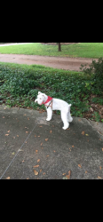 Lost Female Dog last seen Pelham rd and woodruff rd, Greenville, SC 29615
