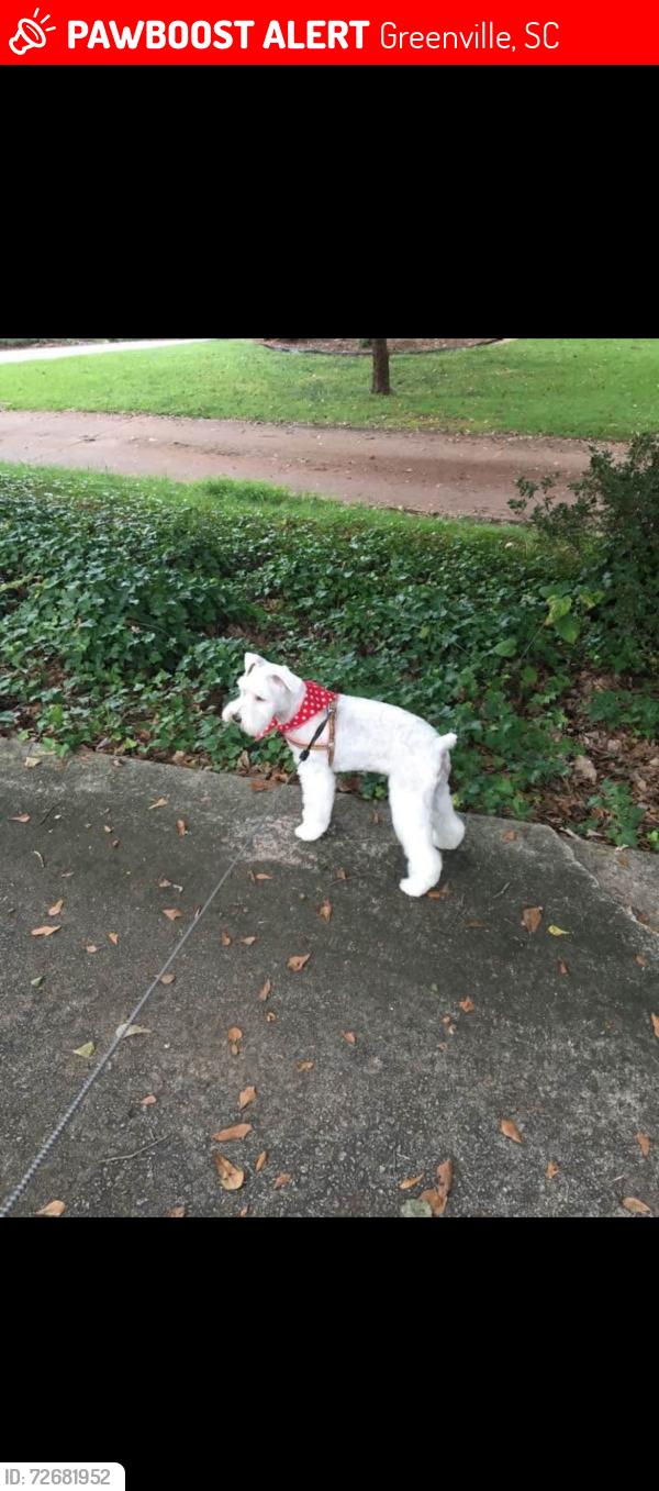 Lost Female Dog last seen Pelham rd and woodruff rd, Greenville, SC 29615
