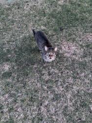 Found/Stray Female Cat last seen 131st & Brookschool & Olio Rd, Fishers, IN 46037