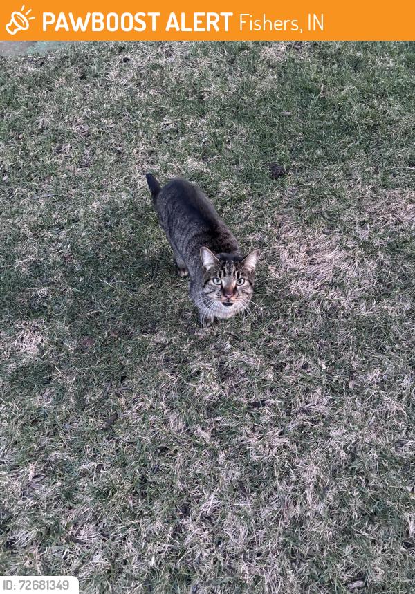 Found/Stray Female Cat last seen 131st & Brookschool & Olio Rd, Fishers, IN 46037
