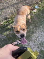 Found/Stray Male Dog last seen Elks lodge towards glen rose, Cleburne, TX 76031