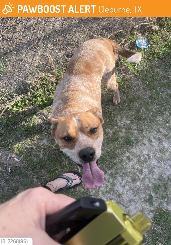 Found/Stray Male Dog last seen Elks lodge towards glen rose, Cleburne, TX 76031