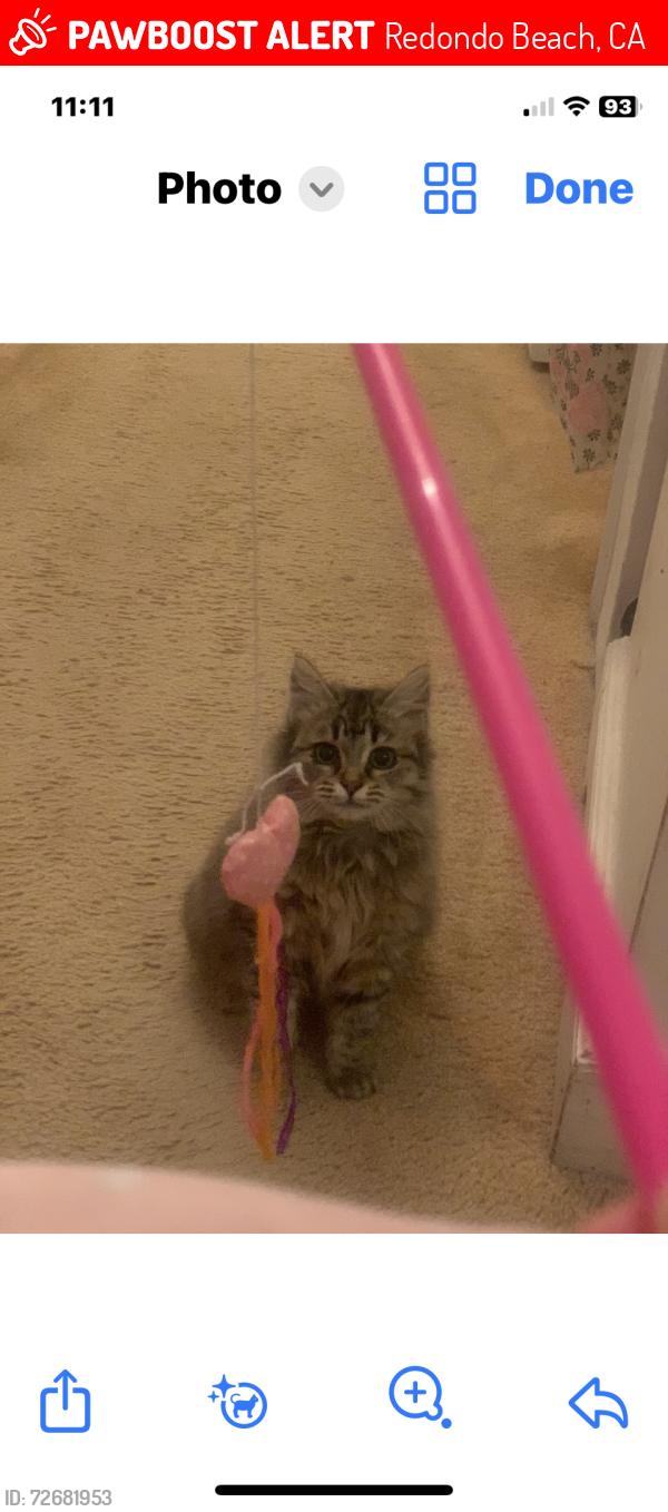 Lost Unknown Cat last seen Emerald St, Redondo Beach, CA 90277
