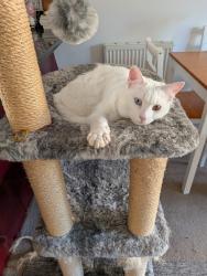 Lost Male Cat last seen lidl wincanton, Somerset, England BA9 9FG