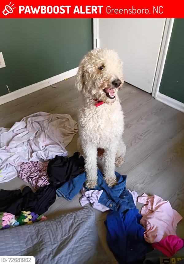 Lost Male Dog last seen Randleman Rd , Greensboro, NC 27406