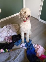 Lost Male Dog last seen Randleman Rd , Greensboro, NC 27406