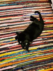 Lost Female Cat last seen Magnolia manor, dentist office, gas station, Westminster, SC 29693