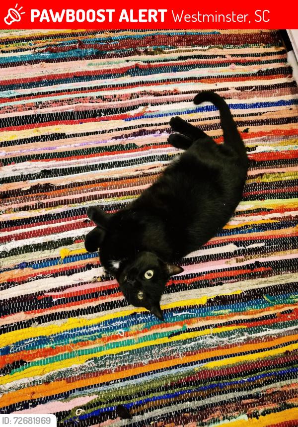 Lost Female Cat last seen Magnolia manor, dentist office, gas station, Westminster, SC 29693