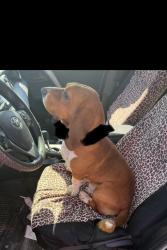 Found/Stray Male Dog last seen Clifty Post Office, Clifty, KY 42256