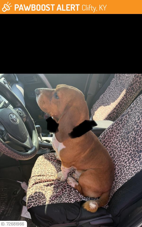 Found/Stray Male Dog last seen Clifty Post Office, Clifty, KY 42256