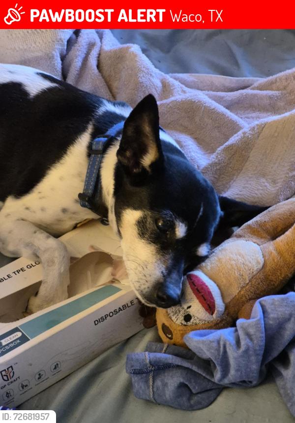Lost Female Dog last seen Herring Sve., Waco, TX 76708