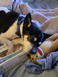 Lost Female Dog last seen Herring Sve., Waco, TX 76708