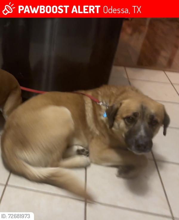Lost Male Dog last seen 52nd & Dixie , Odessa, TX 79762