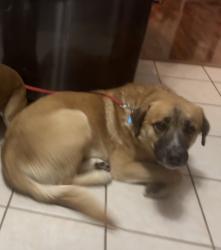 Lost Male Dog last seen 52nd & Dixie , Odessa, TX 79762