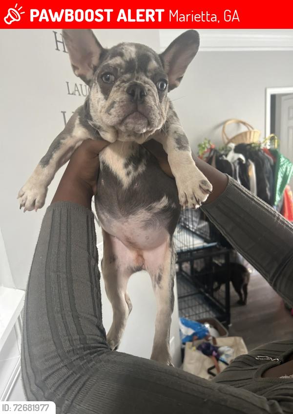 Lost Female Dog last seen Montview dr, Marietta, GA 30060