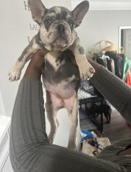 Lost Female Dog last seen Montview dr, Marietta, GA 30060
