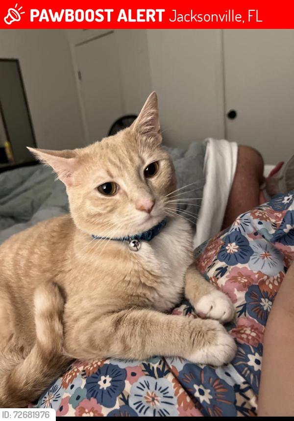 Lost Male Cat last seen Near 110th street where the town hses are, Jacksonville, FL 32244
