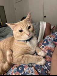 Lost Male Cat last seen Near 110th street where the town hses are, Jacksonville, FL 32244