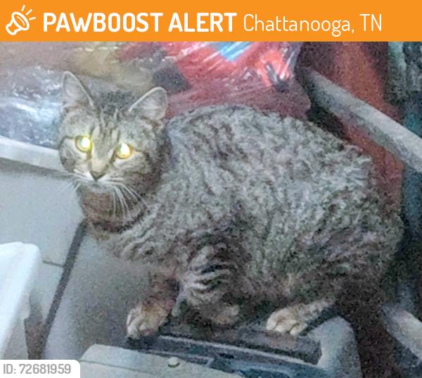 Found/Stray Female Cat last seen Across from  Creek Cycle, Chattanooga, TN 37405