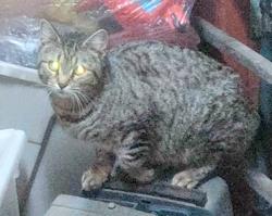 Found/Stray Female Cat last seen Across from  Creek Cycle, Chattanooga, TN 37405