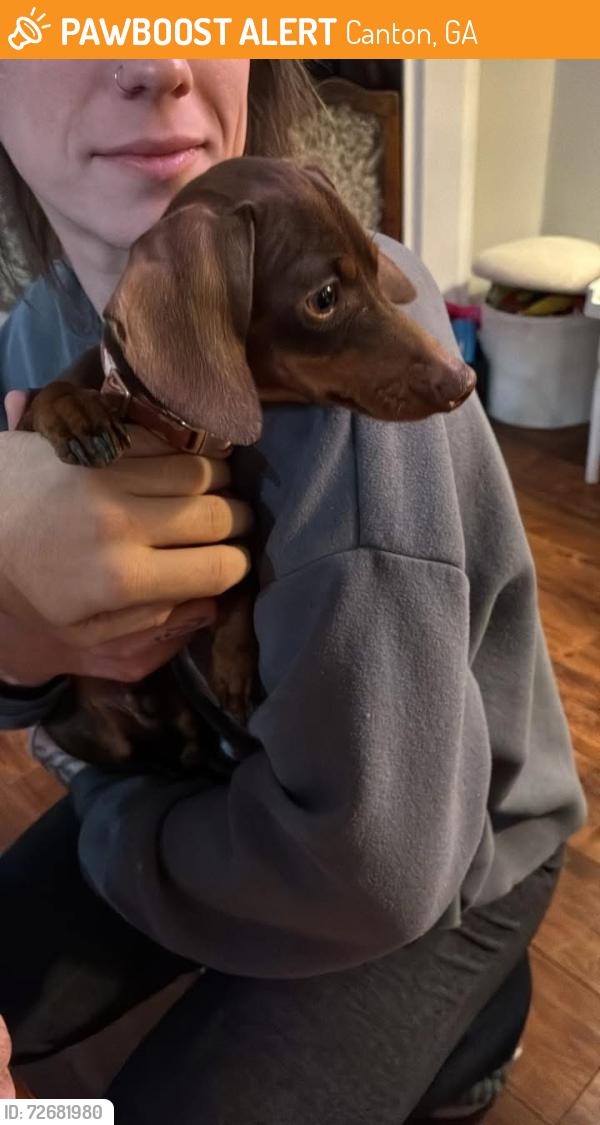 Found/Stray Male Dog last seen Forsythia, Canton, GA 30114