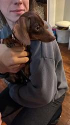 Found/Stray Male Dog last seen Forsythia, Canton, GA 30114