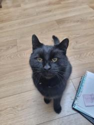 Lost Female Cat last seen Jayshaw Avenue, West Midlands, England B43 5JD