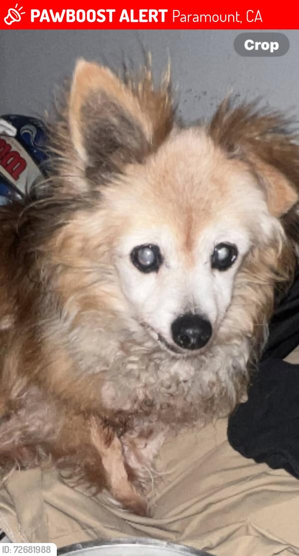 Lost Male Dog last seen Orange//San Vicente, Paramount, CA 90805