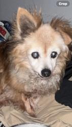 Lost Male Dog last seen Orange//San Vicente, Paramount, CA 90805
