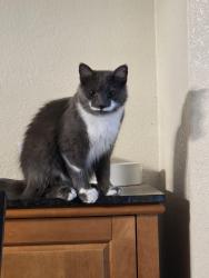 Lost Male Cat last seen N Camino De Oeste & W Cortaro Farms Rd, Tucson, AZ 85742