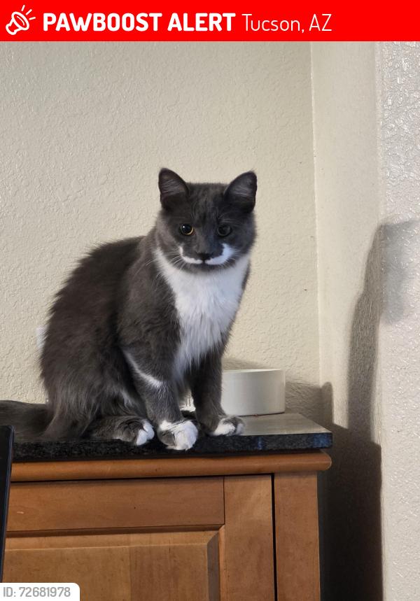 Lost Male Cat last seen N Camino De Oeste & W Cortaro Farms Rd, Tucson, AZ 85742